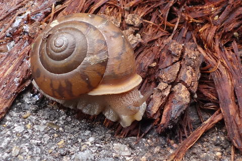 A snail!