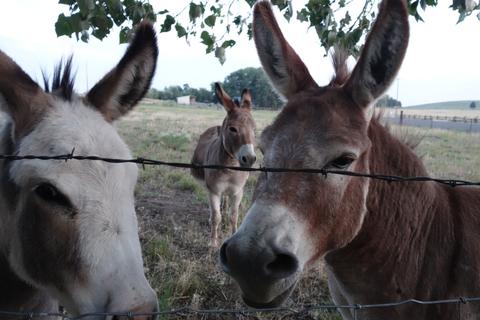 Burros behind a fence